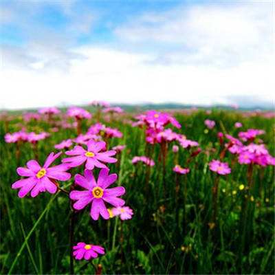 kok下载-登录入口